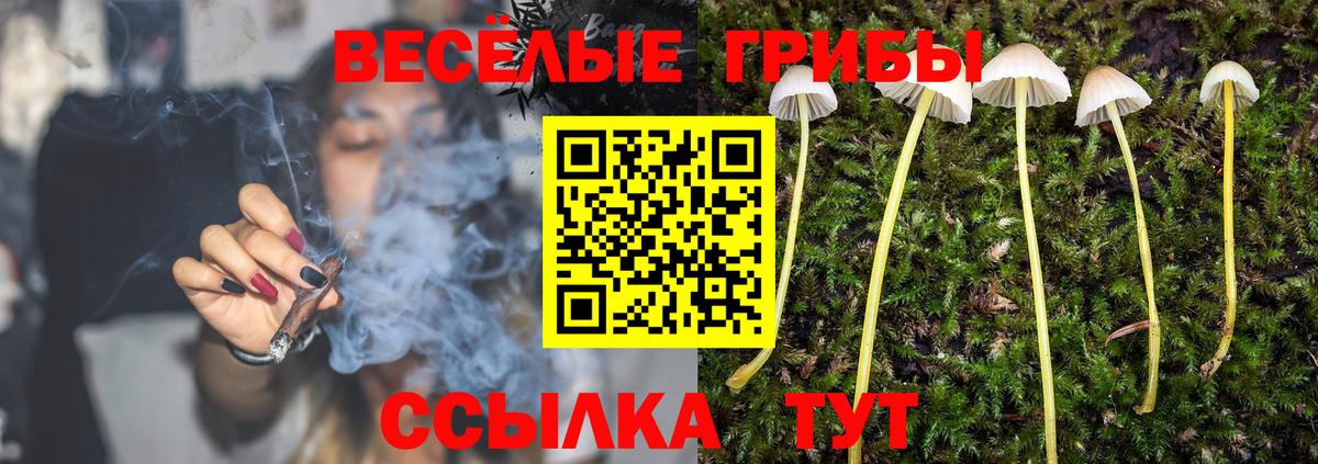 Псилоцибиновые грибы Psilocybe  Вход с VPN  Малгобек  Псилоцибиновые грибы мухоморы 